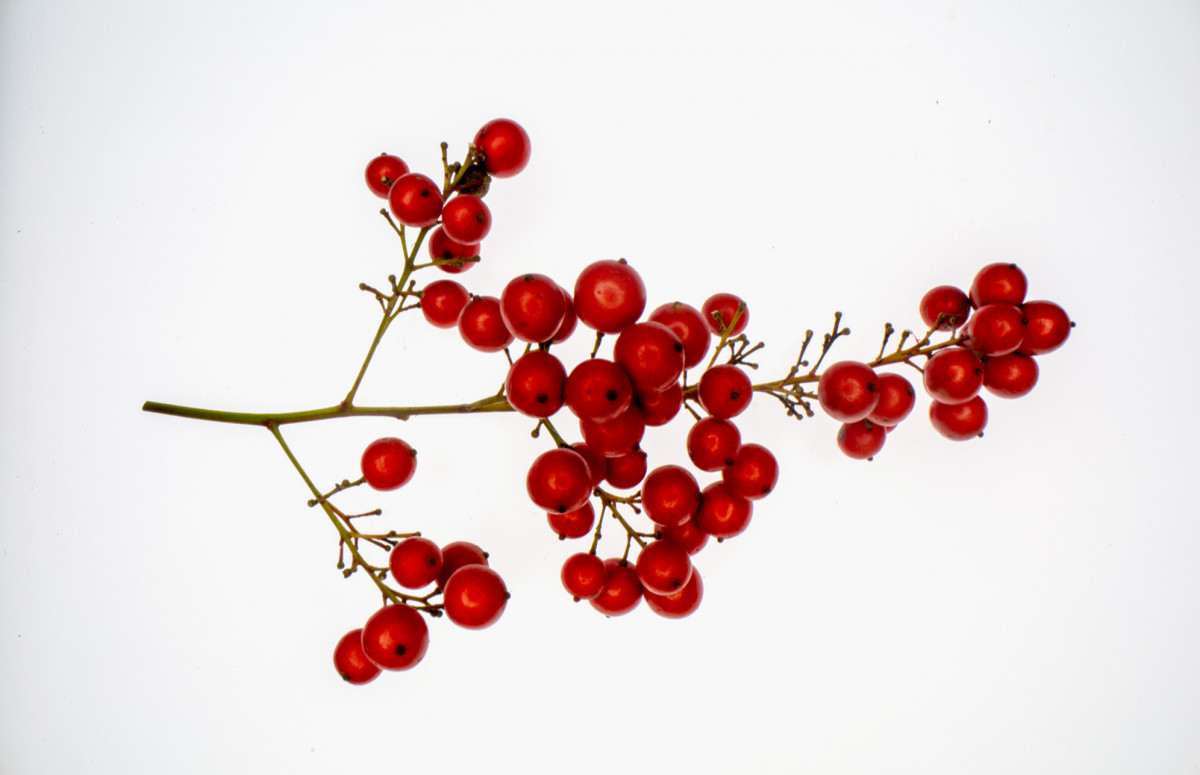 Калина красная: как и зачем есть горькие ягоды здоровье,лекарственные растения,питание,фитотерапия