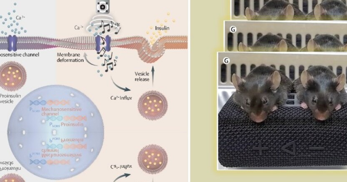 Влияние генетически модифицированных клеток на реакцию мышей на музыку группы Queen и синтез инсулина