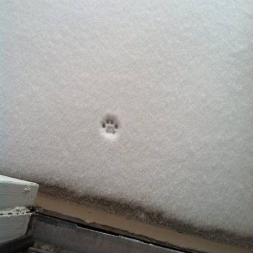 Кошки и снег