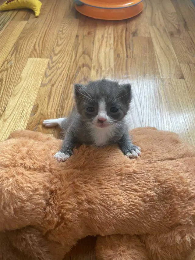 Без кота и жизнь не та