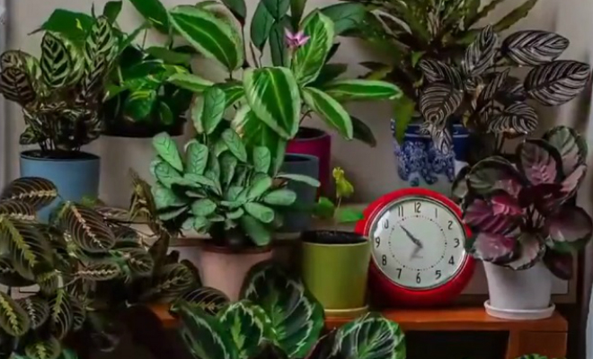 Мужчина поставил дома камеру и снял как двигаются растения, пока никого нет дома: видео