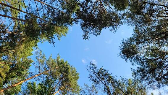 Василий Устюжанин: Лето красное и контрастное