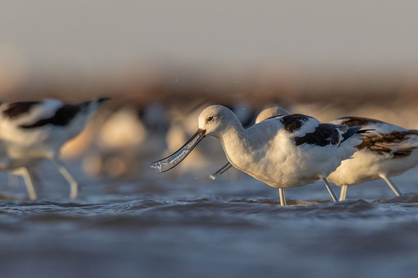 Птичий конкурс Audubon Photography Awards 2021 Audubon, Photography, семейства, птица, Timmis, Северной, птицами, крыльев, хохлатый, Длина, перепел, тетерев, Америки, AwardsБольшая, AwardsАмериканская, меньше, Suriano, Scott, цапля, размах