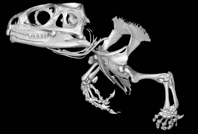 Скелет ящерицы гаттерия наука, фото