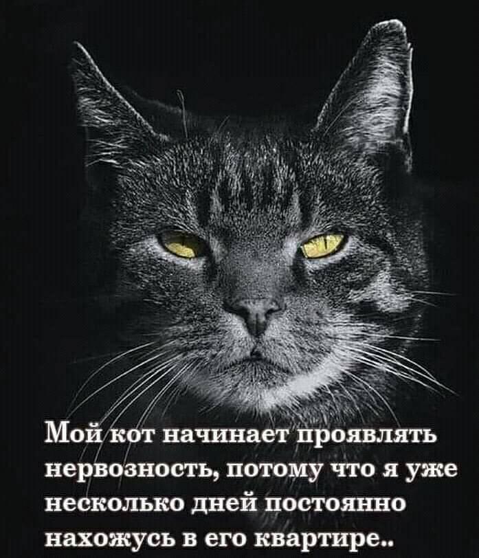 Удаленная работа опасная! Можно проспать конец рабочего дня!!! оперы, Сынок, сегодня, сыром, Русский, Новый, гостей, Помните, настроение, поколоть, дрова, баньки, харчи, довольные, пошли, Слушай, колотьТут, раздается, телефонный, бомжам