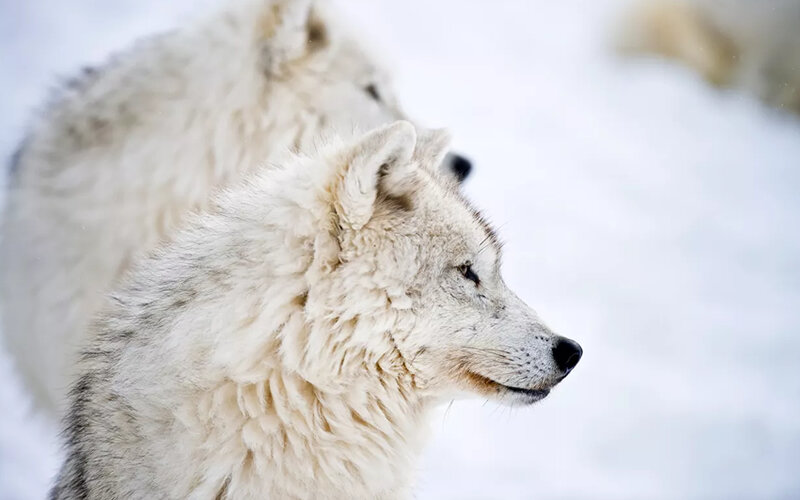 Арктический волк, Canis lupus arctos. Фото Michael Cummings/Getty Images