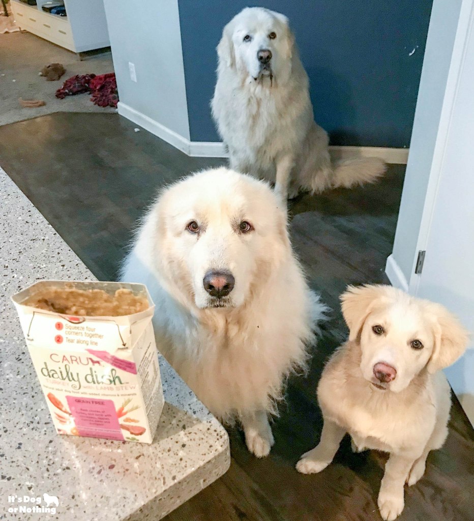 Kiska, our Great Pyrenees puppy, is 5 months olds now! Keep checking back to watch her grow.