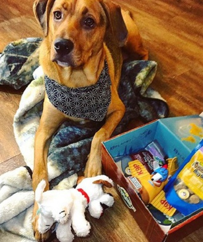 Собака с игрушками