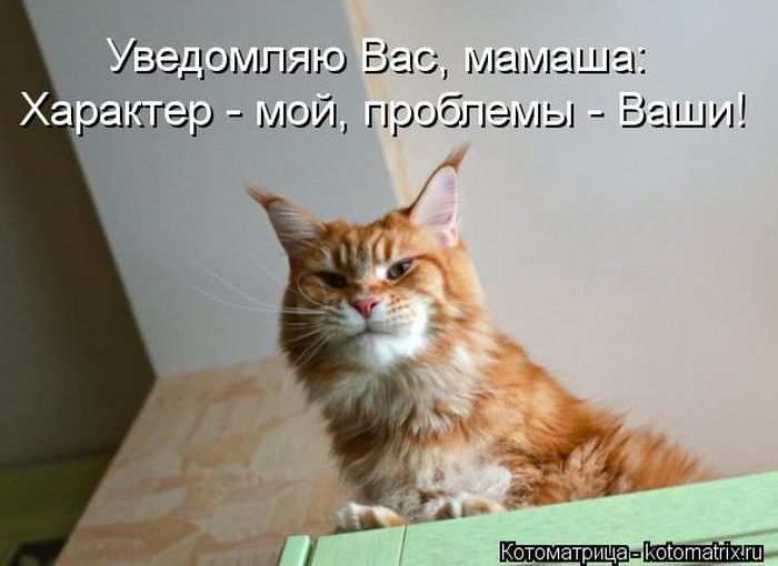 Кошарики :) Кошарики :)