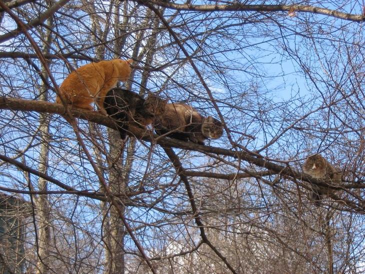 Весенние "летающие" коты)) веселье