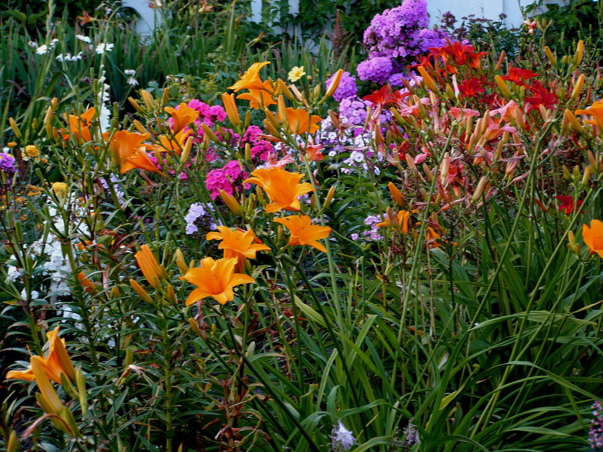 10 растений, цветущих в августе любит, сорта, которые, цветниках, могли, название, факта, длиной, диаметром, распускаются, семейства, астры, можно, минеральным, контейнерах, цветут, полным, связано, рабатках, шириной