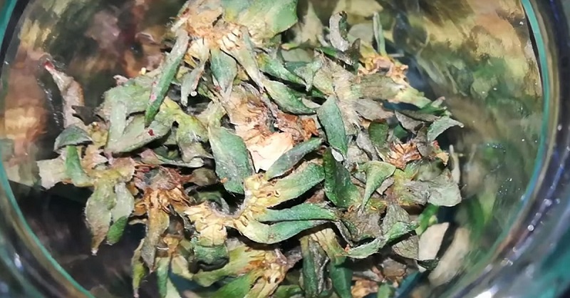 как сушить клубнику