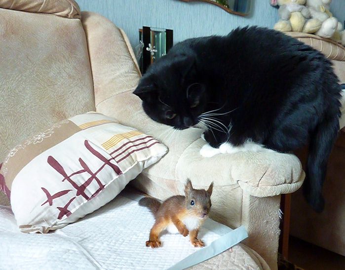 Животные, белка, позитив