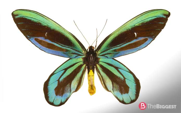 Самые большие насекомые: Птицекрылка Александра