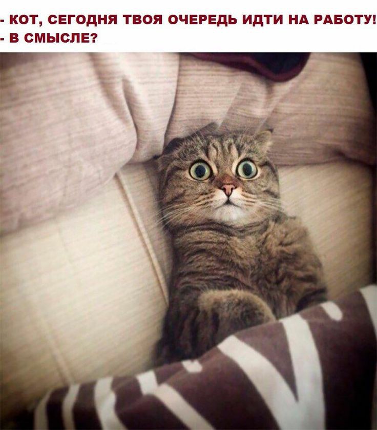 Юмор на славу 