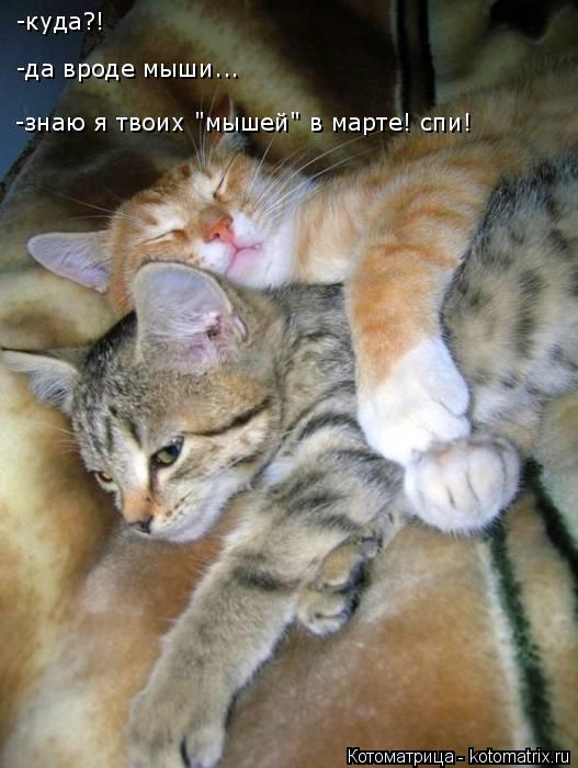 Котоматрица: -куда?! -да вроде мыши... -знаю я твоих "мышей" в марте! спи!