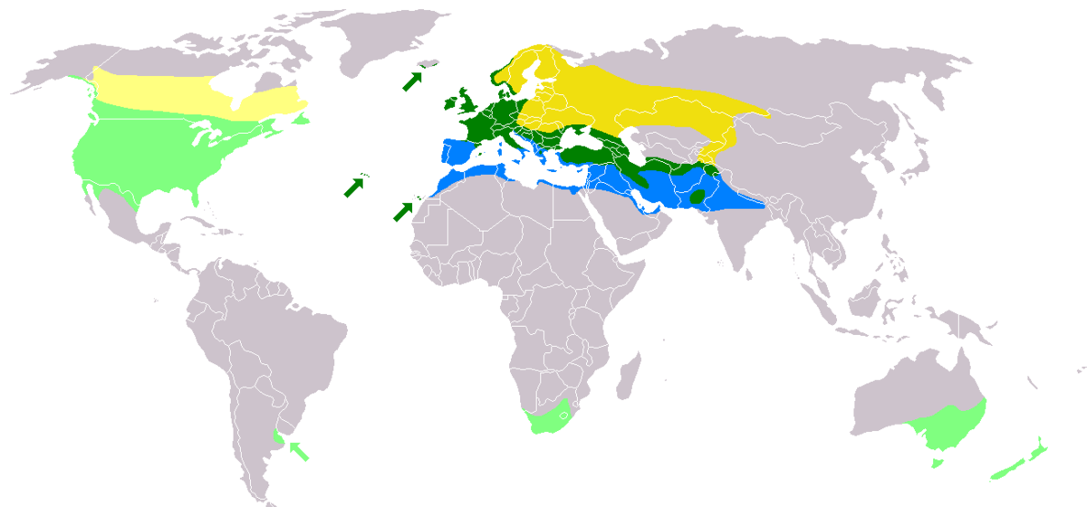 Территория распространения скворцов. Жёлтый и светло-жёлтый - гнездовой ареал на исконных территориях и территориях интродукции, зелёный и светло-зелёный - круглогодичные колонии, голубой - место зимовок.  