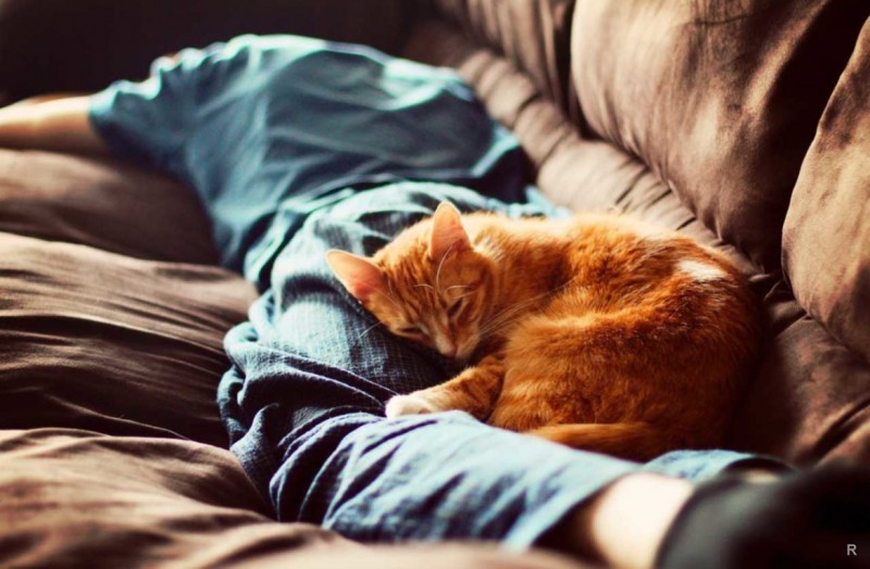 Причины, по которым кошки любят спать на своих хозяевах домашние животные,наши любимцы