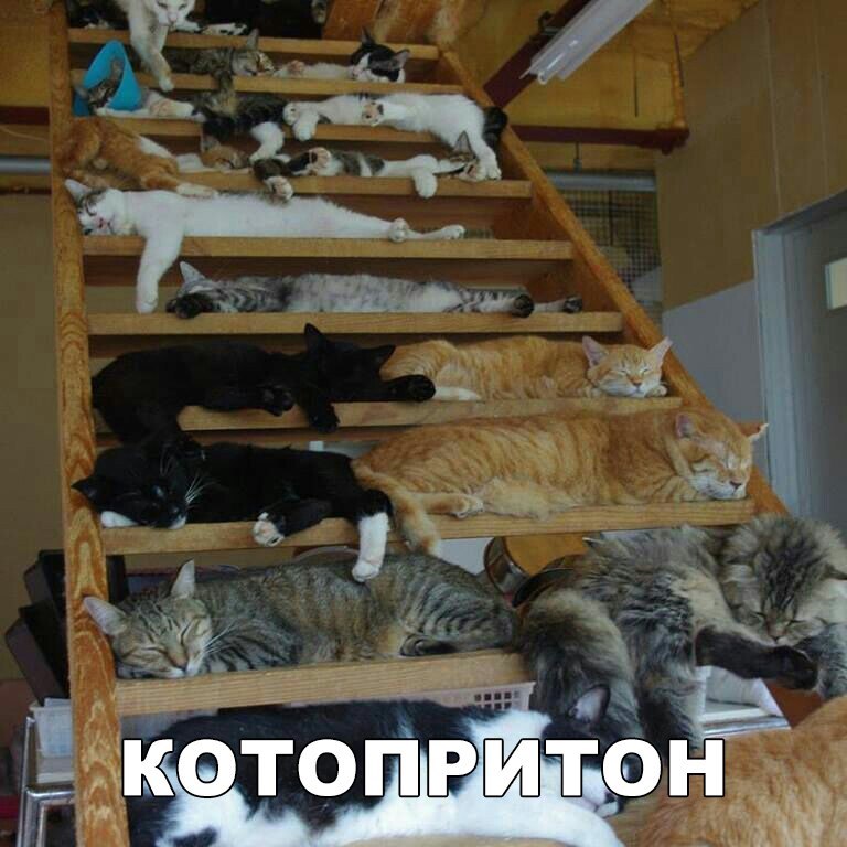 Подборка веселых, милых и забавных фотографий с надписями из сети картинки с надписями,приколы,прикольные картинки,смешные комментарии,угарные фотки,юмор