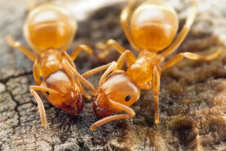 Желтые «сумасшедшие муравьи» атакуют деревни Индии