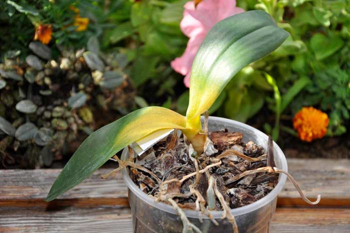 Причины опадания листьев у орхидеи и меры по спасению цветка