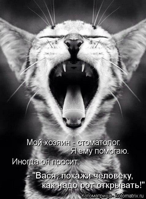 Лучшая котоматрица недели Лучшая котоматрица недели позитив,смешные картинки,юмор