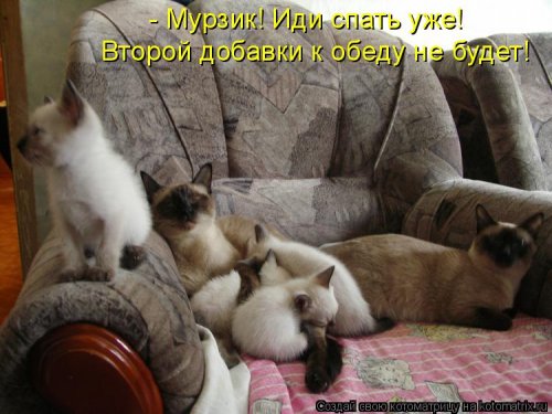 Лучшая котоматрица недели Лучшая котоматрица недели позитив,смешные картинки,юмор