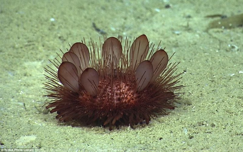 Блинный еж вид из морского ежа из отряда Echinothurioida . Это глубоководный вид, редко встречающийся на глубинах менее 500 м (1600 футов) в Атлантическом океане животные, природа, странные, удивительное, чудо