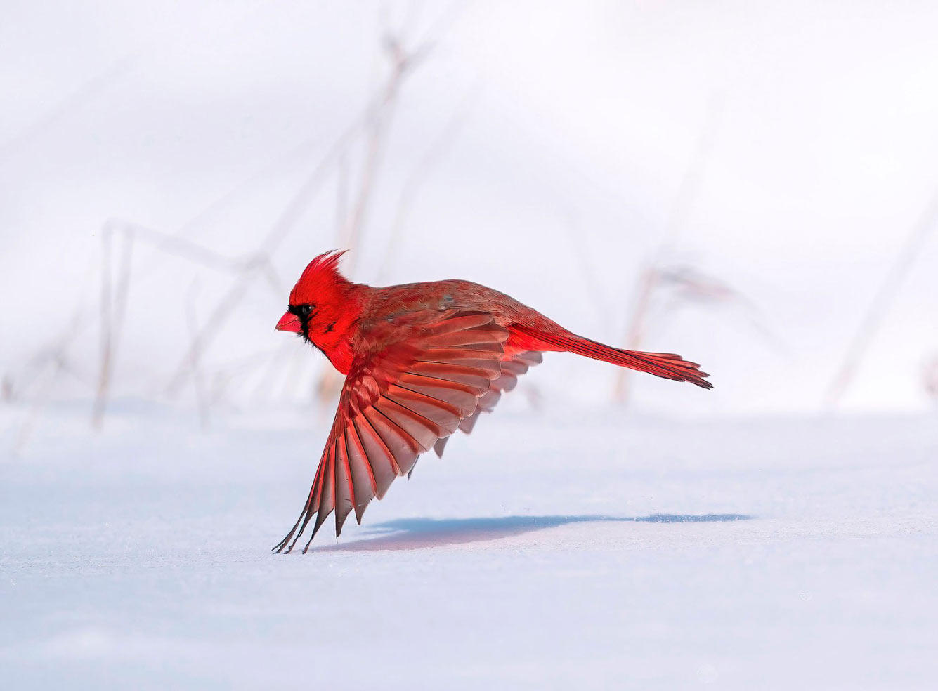 Птичий конкурс Audubon Photography Awards 2021 Audubon, Photography, семейства, птица, Timmis, Северной, птицами, крыльев, хохлатый, Длина, перепел, тетерев, Америки, AwardsБольшая, AwardsАмериканская, меньше, Suriano, Scott, цапля, размах