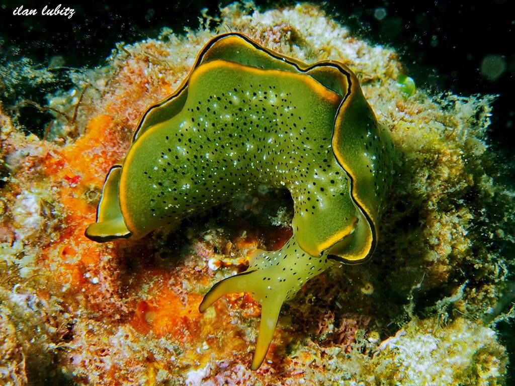 Ребята, копеподы — это просто отвал башки!  