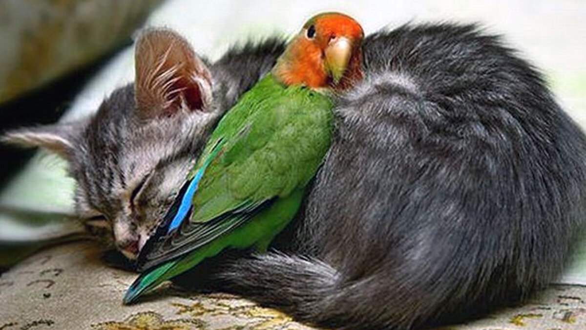 Собранные деньги Виноватова