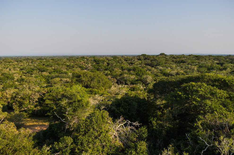 Беззащитные гиганты Беззащитные гиганты