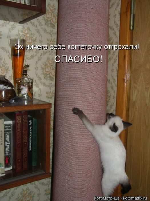 Кошарики :) Кошарики :)