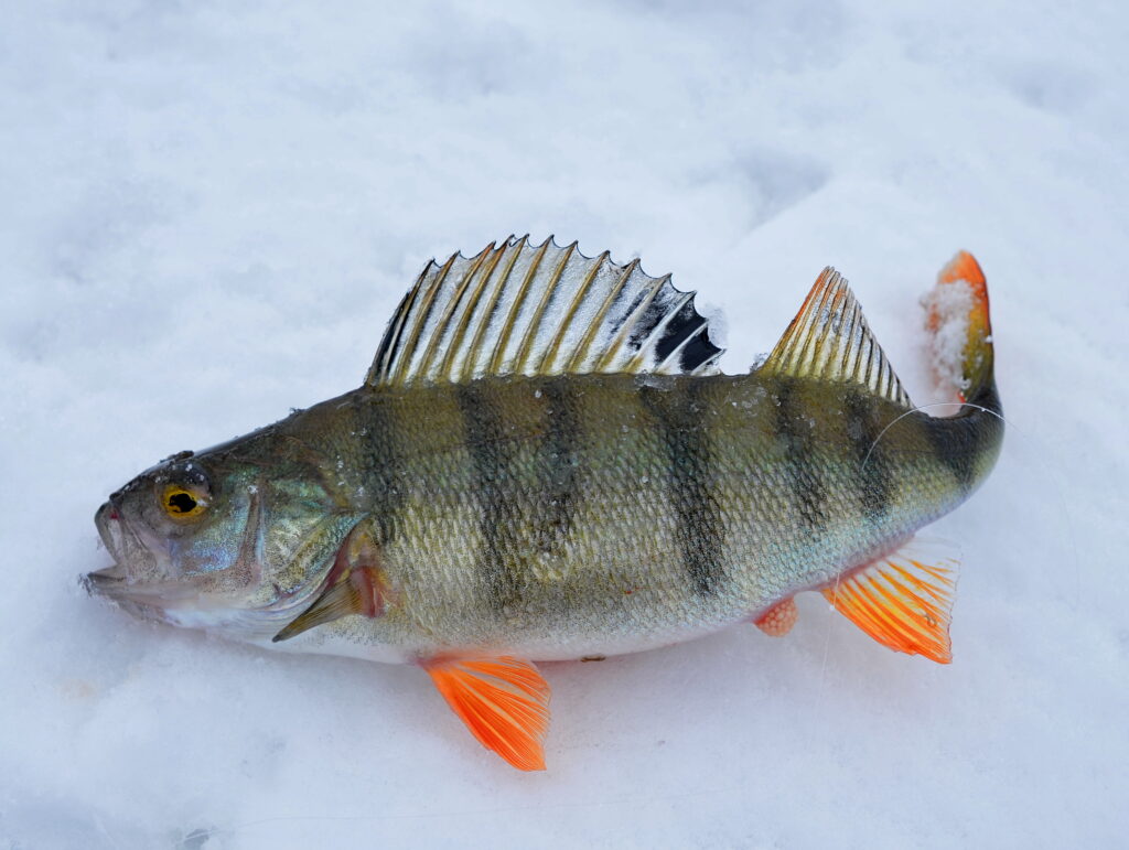 Зарисовки с алтайского льда