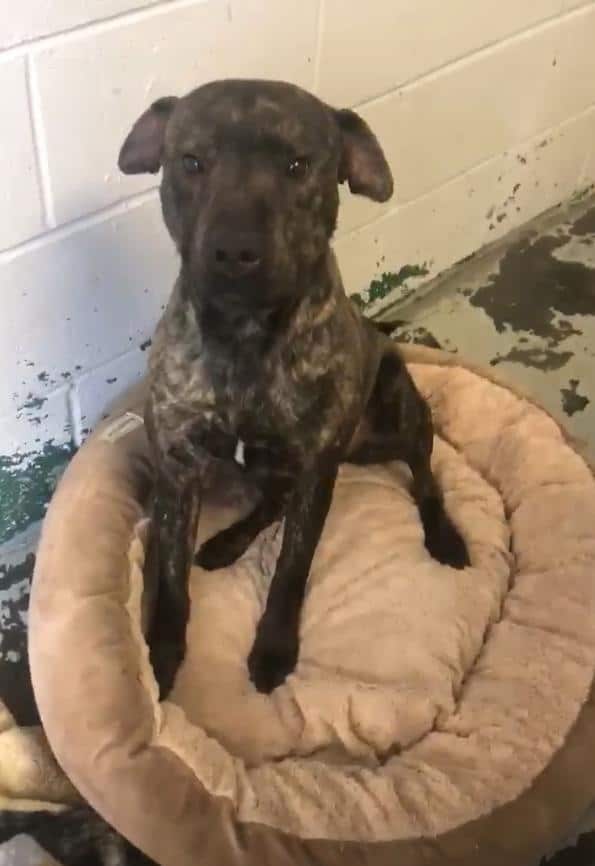 собака в приюте