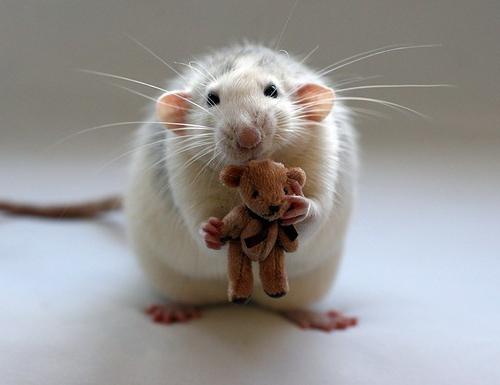 Чем мышь питается? Что едят мыши в природе?