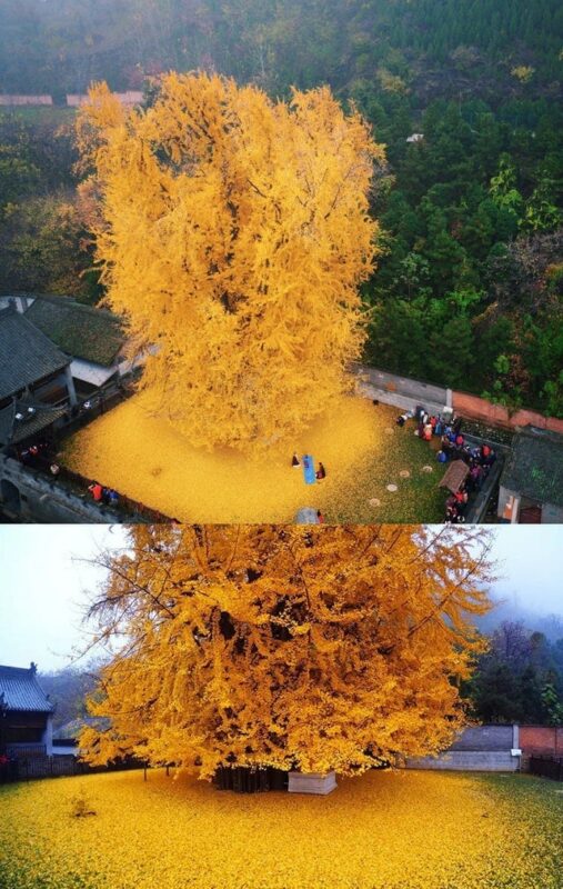 Фотодоказательства уникальных явлений