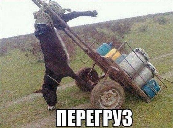 Очень смешные и забавные картинки 