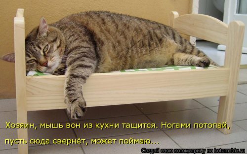 Новая котоматрица для настроения (20 фото)