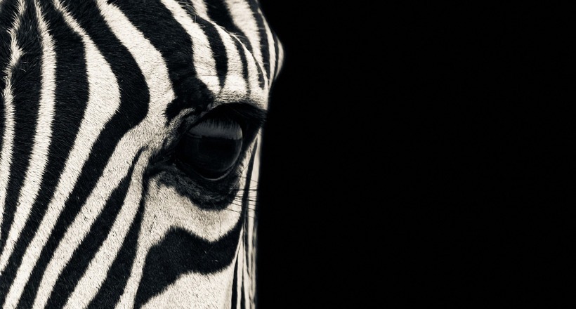 Ws zebra 1920x1080