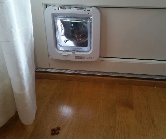 Коты — это уникальные инопланетные существа Коты — это уникальные инопланетные существа