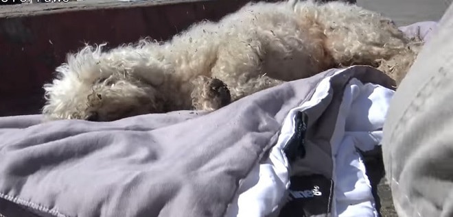 Маленький испачканный пудель долго лежал на дороге. Он не мог подняться! Маленький испачканный пудель долго лежал на дороге. Он не мог подняться! истории из жизни