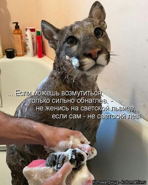 Самые смешные котоматрицы за прошедшую неделю
