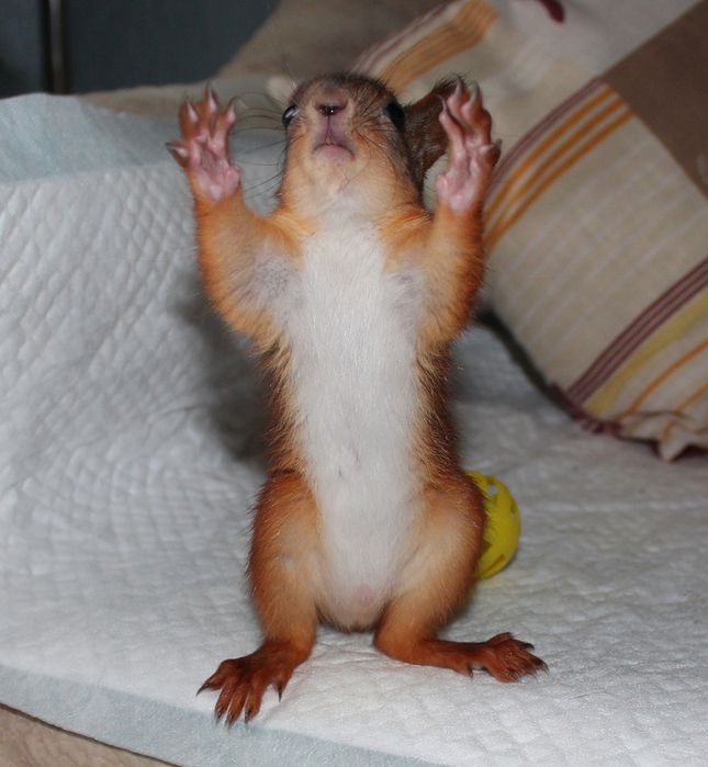 Животные, белка, позитив