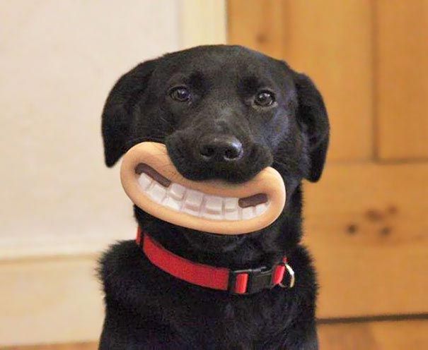 смешные собаки, собаки с игрушками в зубах