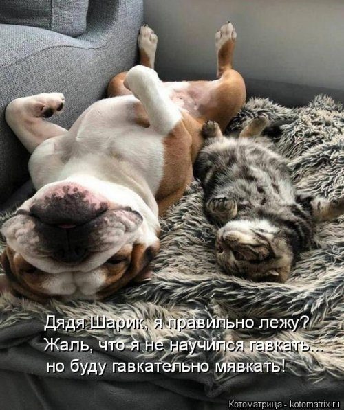 Самые смешные котоматрицы за прошедшую неделю Самые смешные котоматрицы за прошедшую неделю