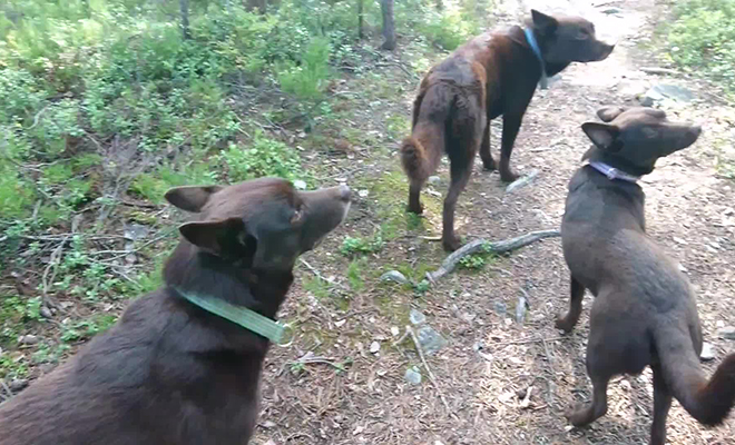 Хозяйка научила своих собак полностью замирать и не двигаться. Со стороны их можно принять за статуи собаки, видео, Гулявший, стоило, достичь, только, постоянными, тренировками, питомца, щенячьем, возрасте, Удивительно, слушают, хозяйку И, женщине, дрессуры, отдать, команду, питомцы, устремились