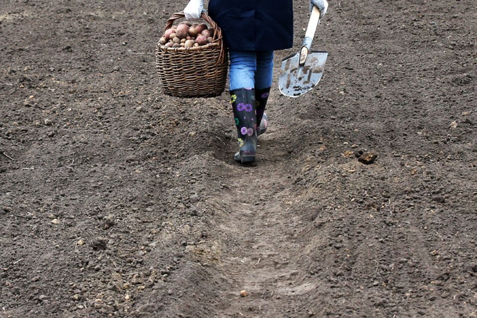 Каждый октябрь на даче хватает важных дел. ФОТО Егор Алеев/ТАСС