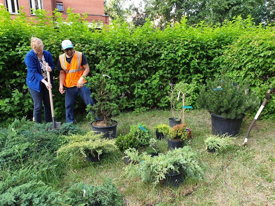 Цветник в городском дворе – советы практика Цветник в городском дворе – советы практика двор,ландшафтный дизайн,цветник