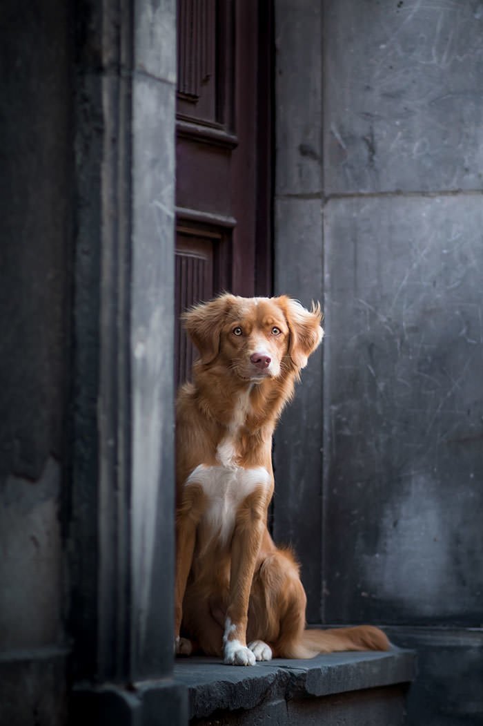 Лучшие фото собак 2018 года national geographic, животные, собаки